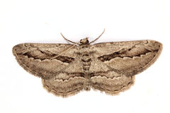 Ekboarmia atlanticaria