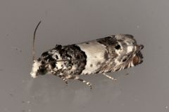 Epinotia thapsiana