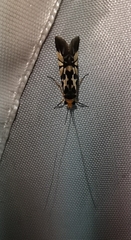 Macrostemum floridum