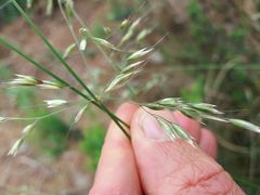 Pseudarrhenatherum longifolium