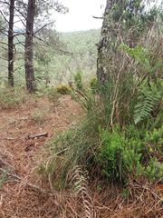 Pseudarrhenatherum longifolium