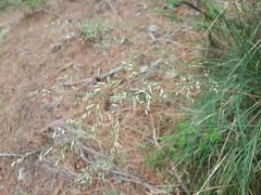 Pseudarrhenatherum longifolium