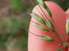 Pseudarrhenatherum longifolium