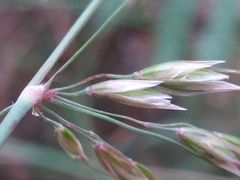 Pseudarrhenatherum longifolium
