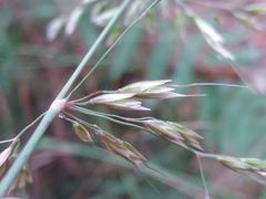 Pseudarrhenatherum longifolium