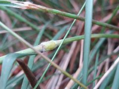 Pseudarrhenatherum longifolium