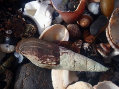 Isara glabra
