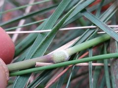 Pseudarrhenatherum longifolium