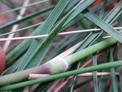 Pseudarrhenatherum longifolium