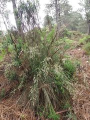 Pseudarrhenatherum longifolium