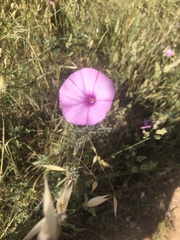 Convolvulus althaeoides althaeoides