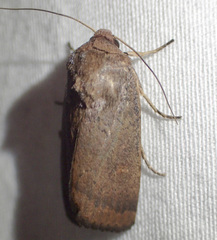 Proteuxoa porphyrescens