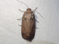 Proteuxoa porphyrescens