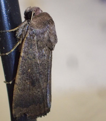 Proteuxoa porphyrescens
