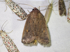 Proteuxoa porphyrescens