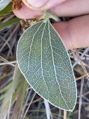 Acacia humifusa