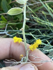 Acacia humifusa