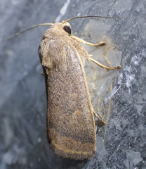 Proteuxoa porphyrescens