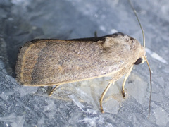 Proteuxoa porphyrescens