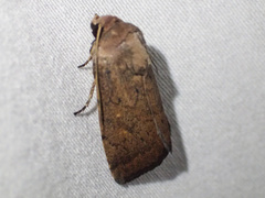 Proteuxoa porphyrescens