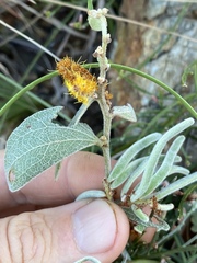 Acacia humifusa