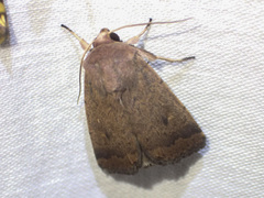 Proteuxoa porphyrescens