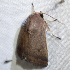 Proteuxoa porphyrescens