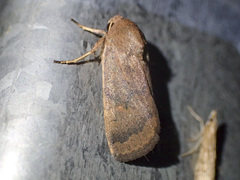 Proteuxoa porphyrescens