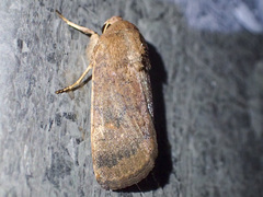 Proteuxoa porphyrescens