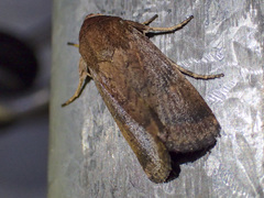 Proteuxoa porphyrescens