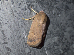 Proteuxoa porphyrescens
