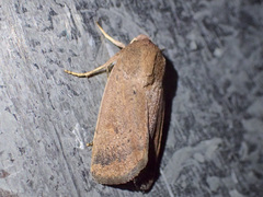 Proteuxoa porphyrescens