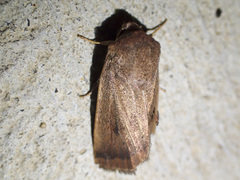 Proteuxoa porphyrescens