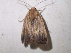 Proteuxoa porphyrescens
