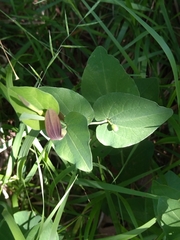 Aristolochia rotunda