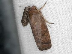 Proteuxoa porphyrescens