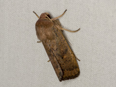 Proteuxoa porphyrescens