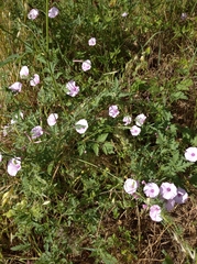 Convolvulus althaeoides althaeoides