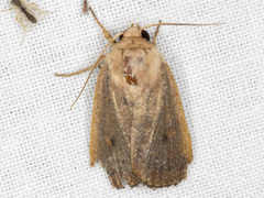 Proteuxoa porphyrescens