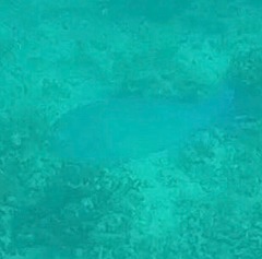 Choerodon schoenleinii