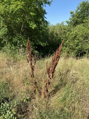 Rumex crispus