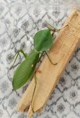 Rhombodera