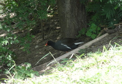 Gallinula galeata