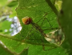 Epidaus famulus