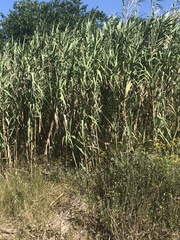 Arundo donax