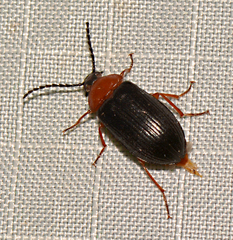 Chromatia amoena