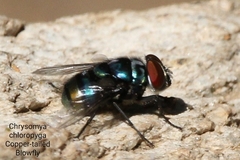 Chrysomya chloropyga