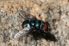 Chrysomya chloropyga