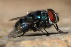 Chrysomya chloropyga