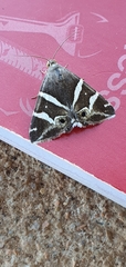 Grammodes pulcherrima